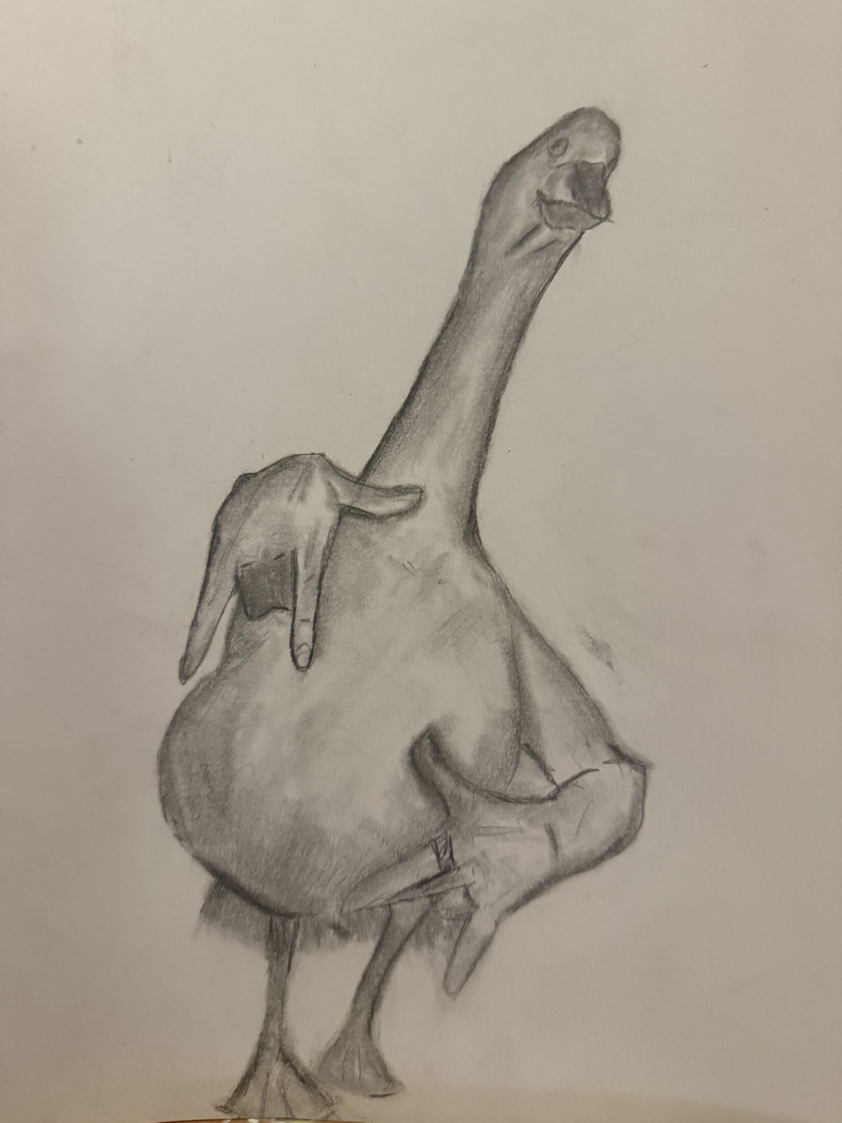 Goose Study — Charcoal on paper